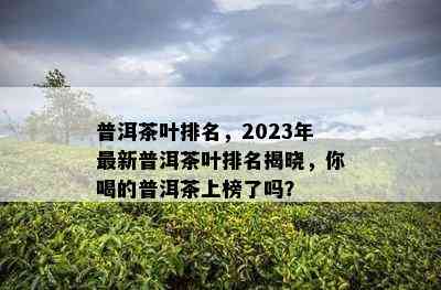 普洱茶叶排名，2023年最新普洱茶叶排名揭晓，你喝的普洱茶上榜了吗？