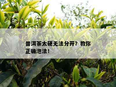 普洱茶太硬无法分开？教你正确泡法！