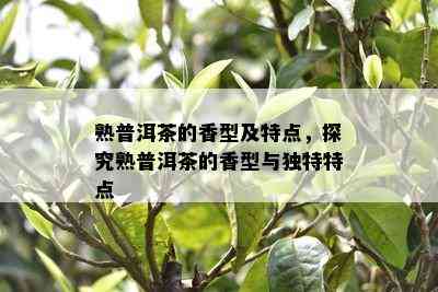 熟普洱茶的香型及特点，探究熟普洱茶的香型与独特特点