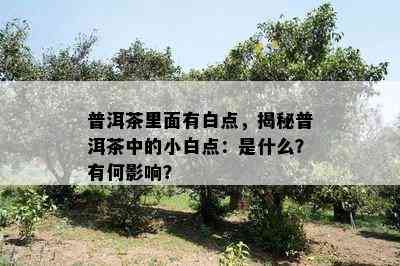 普洱茶里面有白点，揭秘普洱茶中的小白点：是什么？有何影响？