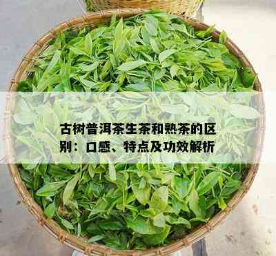 古树普洱茶生茶和熟茶的区别：口感、特点及功效解析