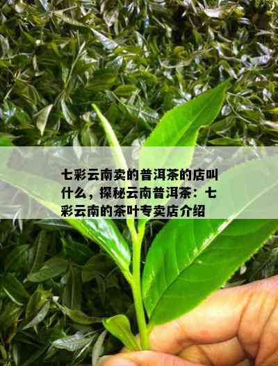 七彩云南卖的普洱茶的店叫什么，探秘云南普洱茶：七彩云南的茶叶专卖店介绍