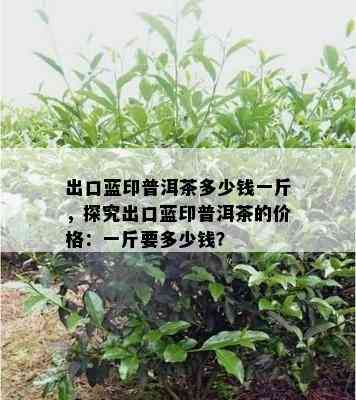 出口蓝印普洱茶多少钱一斤，探究出口蓝印普洱茶的价格：一斤要多少钱？