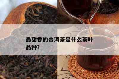 最甜香的普洱茶是什么茶叶品种？