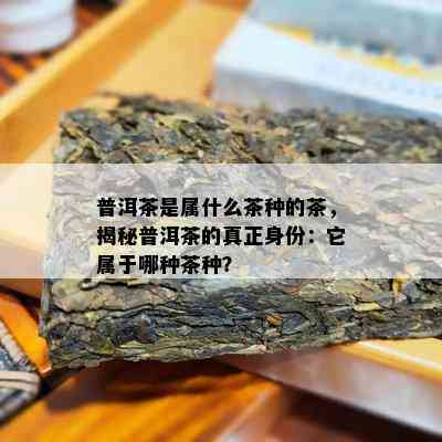 普洱茶是属什么茶种的茶，揭秘普洱茶的真正身份：它属于哪种茶种？