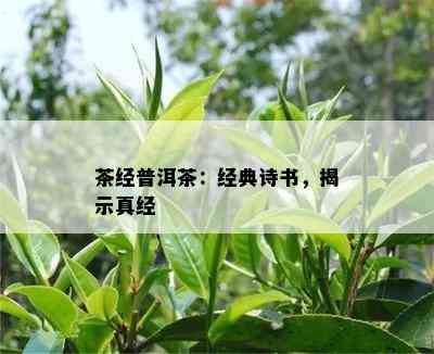 茶经普洱茶：经典诗书，揭示真经