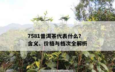 7581普洱茶代表什么？含义、价格与档次全解析