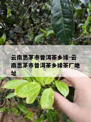 云南思茅市普洱茶乡缘-云南思茅市普洱茶乡缘茶厂地址