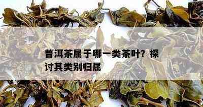 普洱茶属于哪一类茶叶？探讨其类别归属