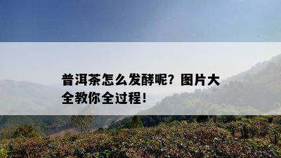 普洱茶怎么发酵呢？图片大全教你全过程！