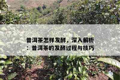 普洱茶怎样发酵，深入解析：普洱茶的发酵过程与技巧