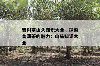 普洱茶山头知识大全，探索普洱茶的魅力：山头知识大全