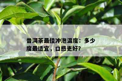 普洱茶更佳冲泡温度：多少度最适宜，口感更好？