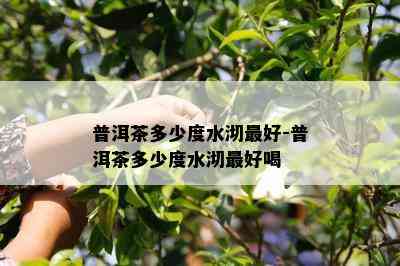 普洱茶多少度水沏更好-普洱茶多少度水沏更好喝