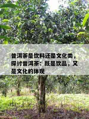 普洱茶是饮料还是文化类，探讨普洱茶：既是饮品，又是文化的体现