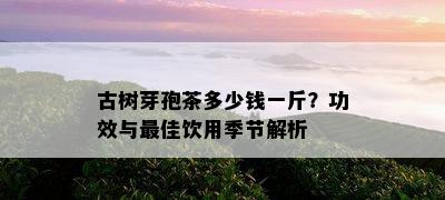 古树芽孢茶多少钱一斤？功效与更佳饮用季节解析