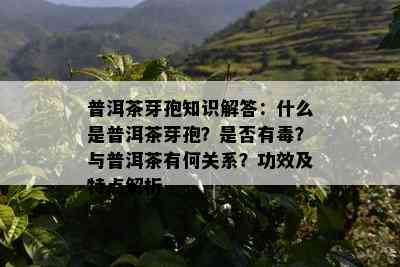 普洱茶芽孢知识解答：什么是普洱茶芽孢？是否有？与普洱茶有何关系？功效及特点解析