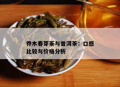 乔木春芽茶与普洱茶：口感比较与价格分析