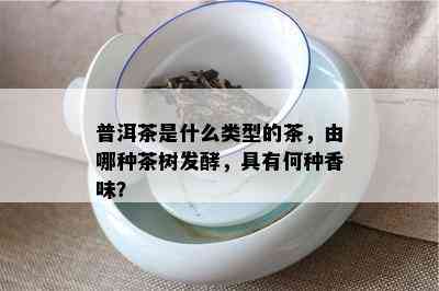 普洱茶是什么类型的茶，由哪种茶树发酵，具有何种香味？