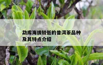 勐库海拔较低的普洱茶品种及其特点介绍