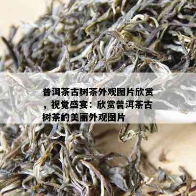 普洱茶古树茶外观图片欣赏，视觉盛宴：欣赏普洱茶古树茶的美丽外观图片