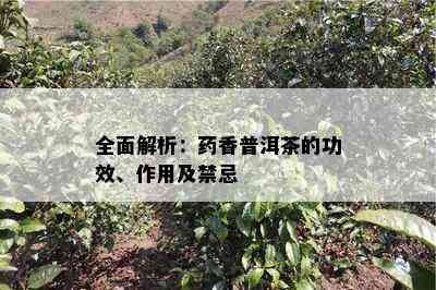 全面解析：香普洱茶的功效、作用及禁忌