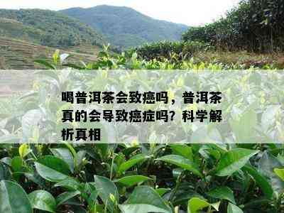 喝普洱茶会致癌吗，普洱茶真的会导致癌症吗？科学解析真相