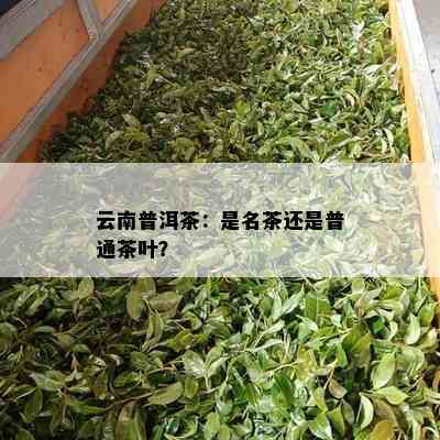 云南普洱茶：是名茶还是普通茶叶？