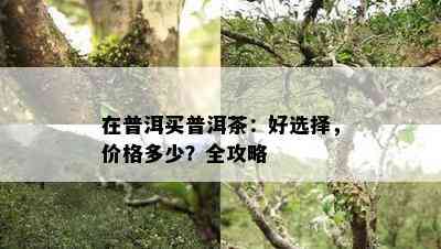 在普洱买普洱茶：好选择，价格多少？全攻略