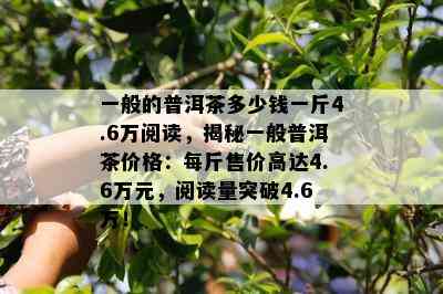 一般的普洱茶多少钱一斤4.6万阅读，揭秘一般普洱茶价格：每斤售价高达4.6万元，阅读量突破4.6万！