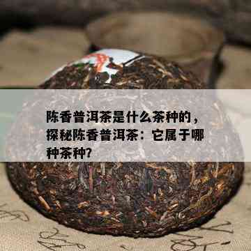 陈香普洱茶是什么茶种的，探秘陈香普洱茶：它属于哪种茶种？