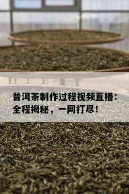 普洱茶制作过程视频直播：全程揭秘，一网打尽！