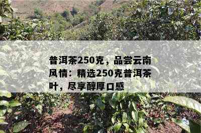 普洱茶250克，品尝云南风情：精选250克普洱茶叶，尽享醇厚口感