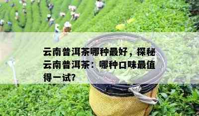 云南普洱茶哪种更好，探秘云南普洱茶：哪种口味最值得一试？