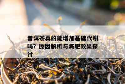 普洱茶真的能增加基础代谢吗？原因解析与减肥效果探讨