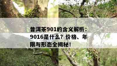 普洱茶901的含义解析：9016是什么？价格、年限与形态全揭秘！