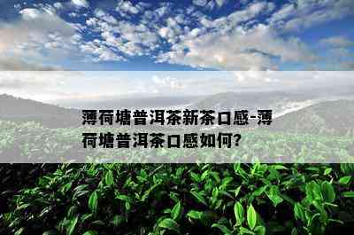 薄荷塘普洱茶新茶口感-薄荷塘普洱茶口感如何?