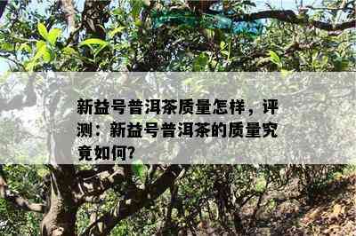 新益号普洱茶质量怎样，评测：新益号普洱茶的质量究竟如何？