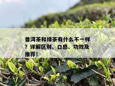 普洱茶和绿茶有什么不一样？详解区别、口感、功效及推荐！