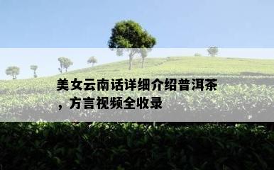 美女云南话详细介绍普洱茶，方言视频全收录