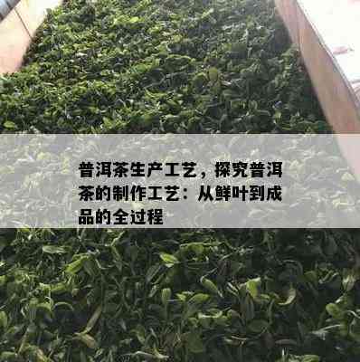 普洱茶生产工艺，探究普洱茶的制作工艺：从鲜叶到成品的全过程