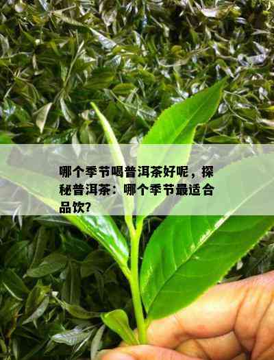 哪个季节喝普洱茶好呢，探秘普洱茶：哪个季节最适合品饮？