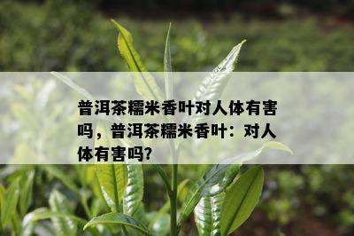 普洱茶糯米香叶对人体有害吗，普洱茶糯米香叶：对人体有害吗？