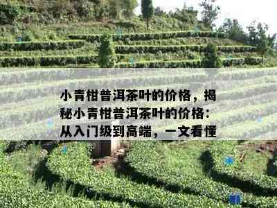 小青柑普洱茶叶的价格，揭秘小青柑普洱茶叶的价格：从入门级到高端，一文看懂