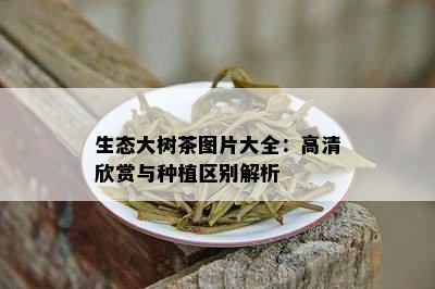 生态大树茶图片大全：高清欣赏与种植区别解析