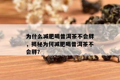 为什么减肥喝普洱茶不会胖，揭秘为何减肥喝普洱茶不会胖？