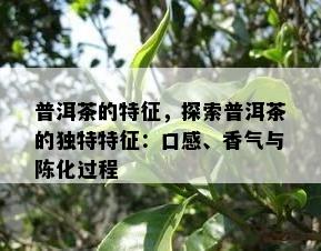 普洱茶的特征，探索普洱茶的独特特征：口感、香气与陈化过程