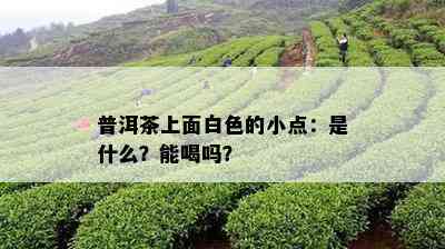 普洱茶上面白色的小点：是什么？能喝吗？