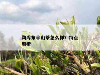 勐库东半山茶怎么样？特点解析