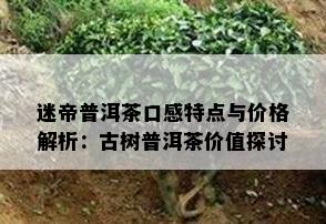 迷帝普洱茶口感特点与价格解析：古树普洱茶价值探讨